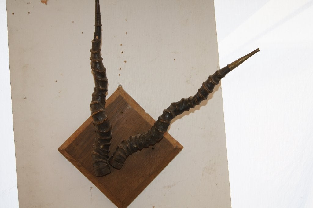Antilope hoorn op schild 9 Diverse hoorns, Ophalen of Verzenden, Gebruikt, Beeldje of Figuurtje