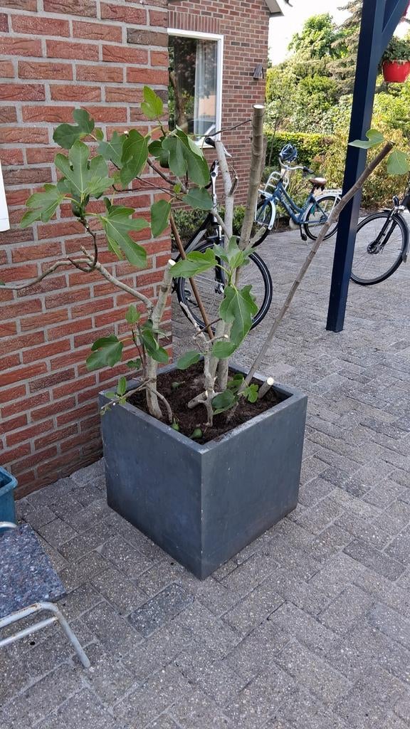 Vijgenboom - Ficus Carica, Overige soorten, Lente, 100 tot 250 cm, Ophalen
