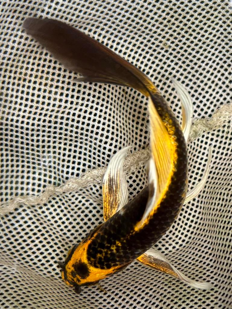Prachtige butterfly kois, Dieren en Toebehoren, Karper of Koi
