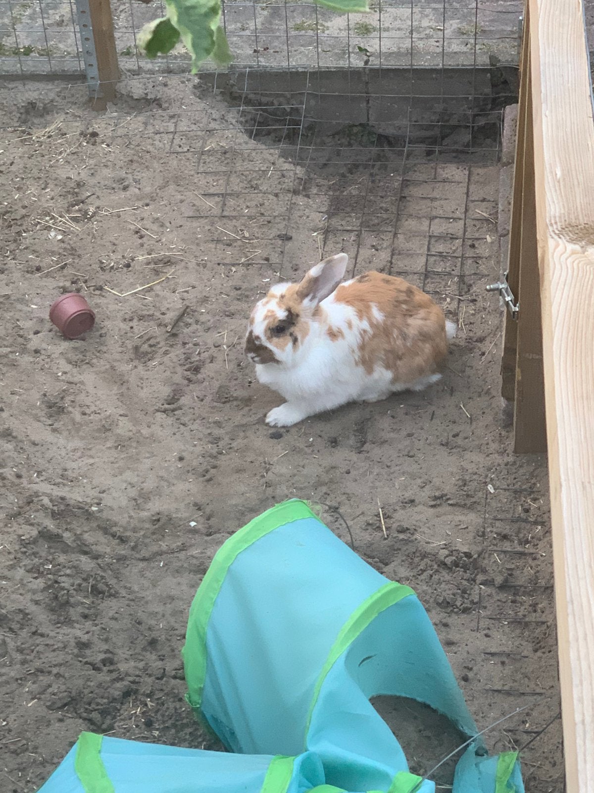 2 vrouwelijke hangoor konijntjes (zusjes), Dieren en Toebehoren, Pluimvee, Vrouwelijk, Overige soorten