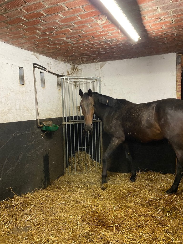 Hooiruif, Hooiruiven, slowfeeder, weidehooiruif, Opfok, 1 paard of pony