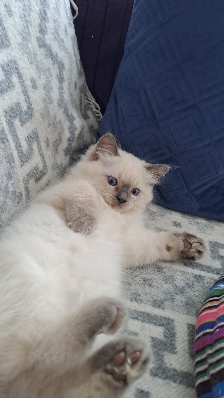 Kittens Ragdoll & Heilige Birmaan, Meerdere dieren, Ontwormd, 0 tot 2 jaar