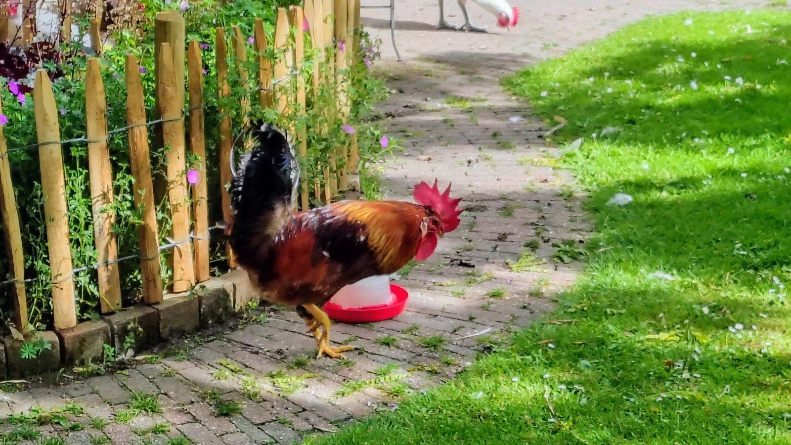 Te koop zweedse bloemkiphaan, Dieren en Toebehoren, Mannelijk, Kip