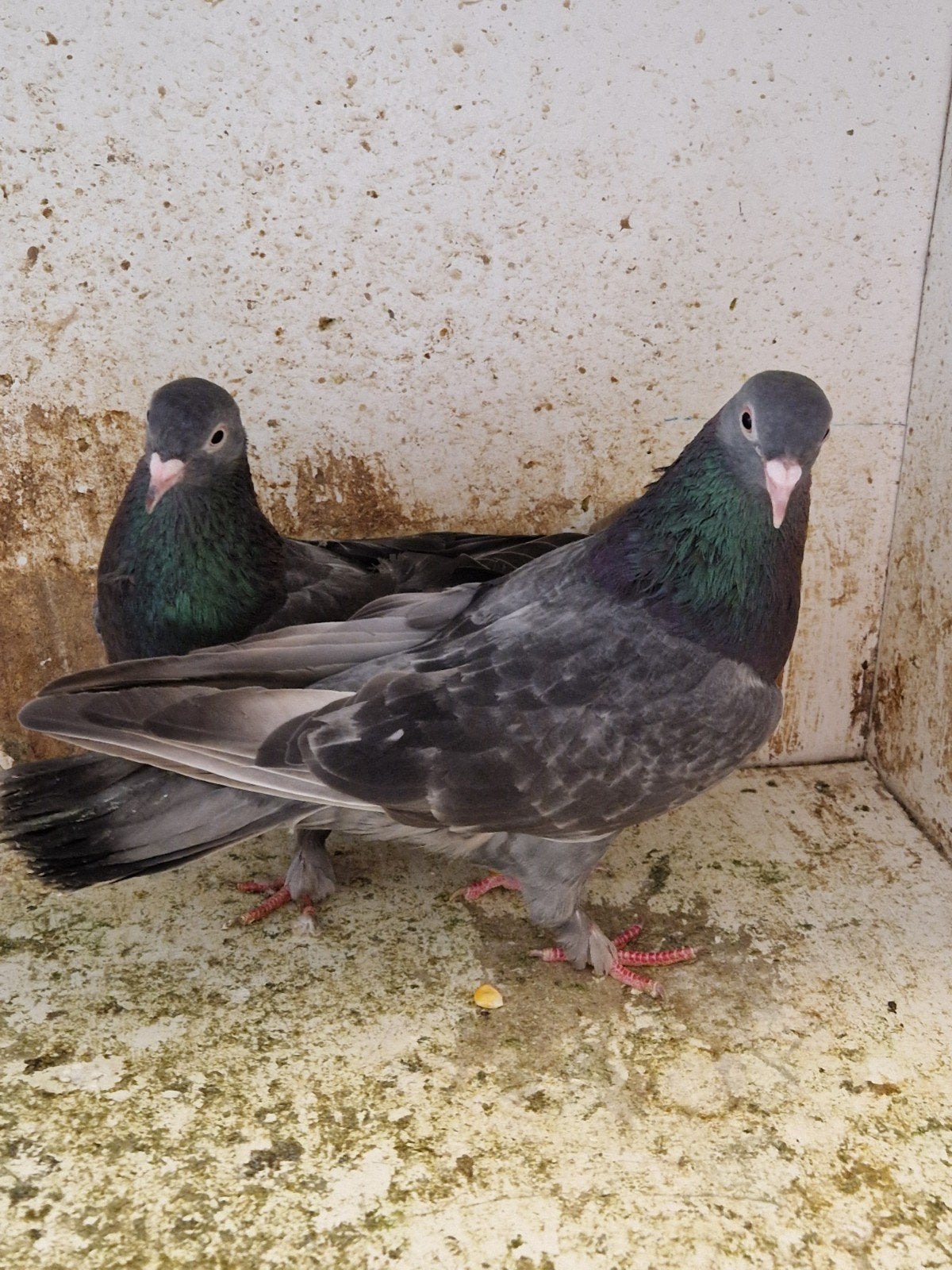 Irakse takla duiven 1 koppel 60 euro., Dieren en Toebehoren, Vogels | Duiven, Meerdere dieren, Overige soorten