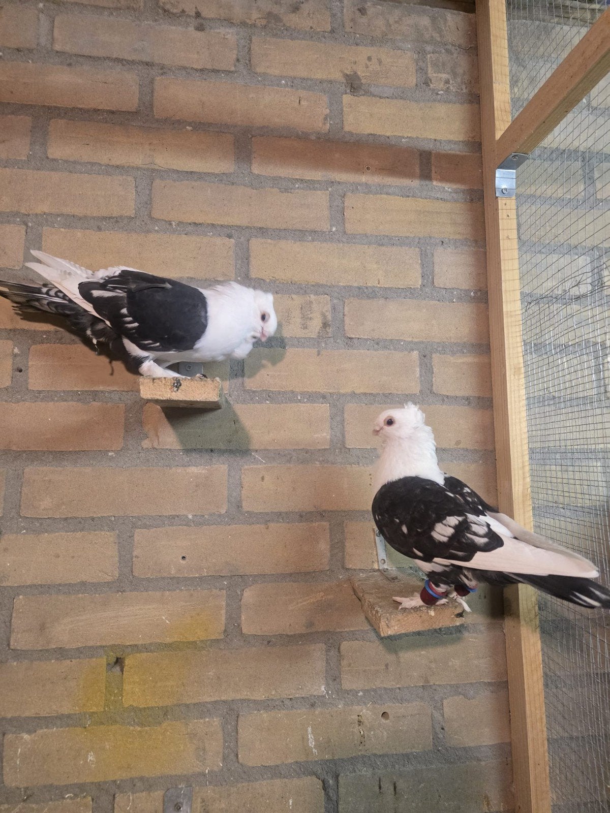 Koppel oosterse meeuwen, Meerdere dieren, Overige soorten