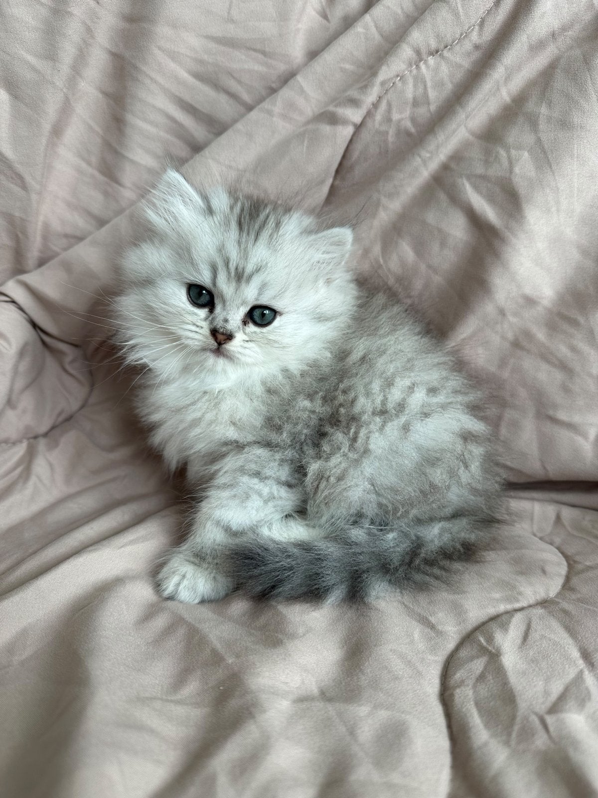 Zilverkleurige Britse Langhaar Kitten – Vrouwtje, Dieren en Toebehoren, Poes, Ontwormd, 0 tot 2 jaar