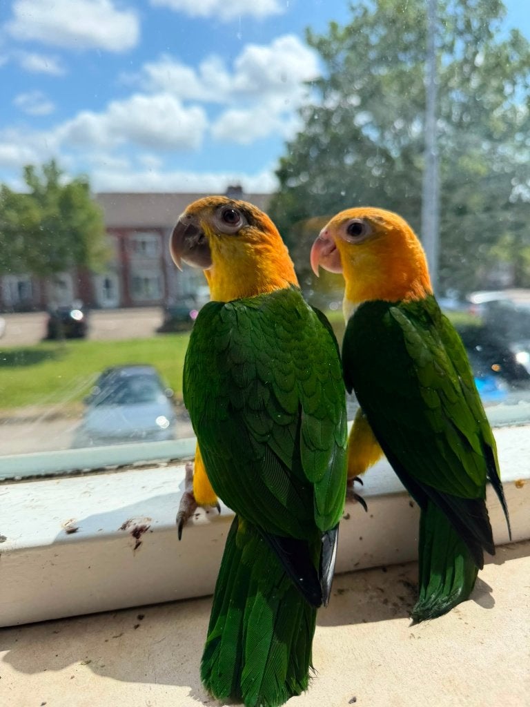Jonge roestkop Caiques, Dieren en Toebehoren, Meerdere dieren, Papegaai, Geringd