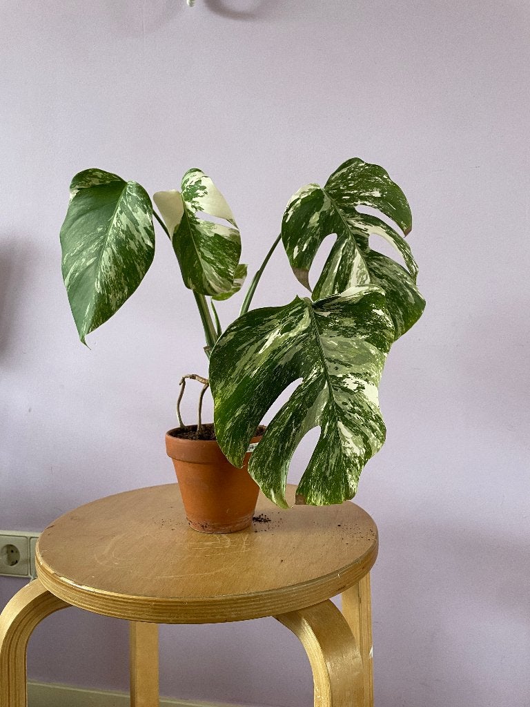 Monstera Variegata Zeldzaam, Ophalen, Overige soorten, Halfschaduw, In pot
