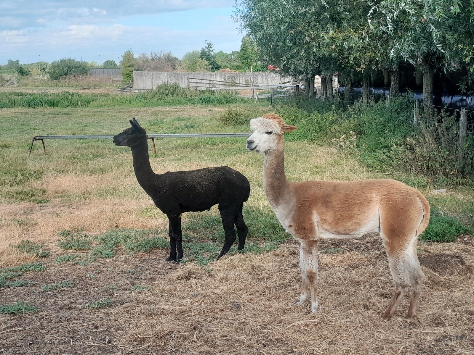Alpaca ruinen, Dieren en Toebehoren, Maart, Mannelijk