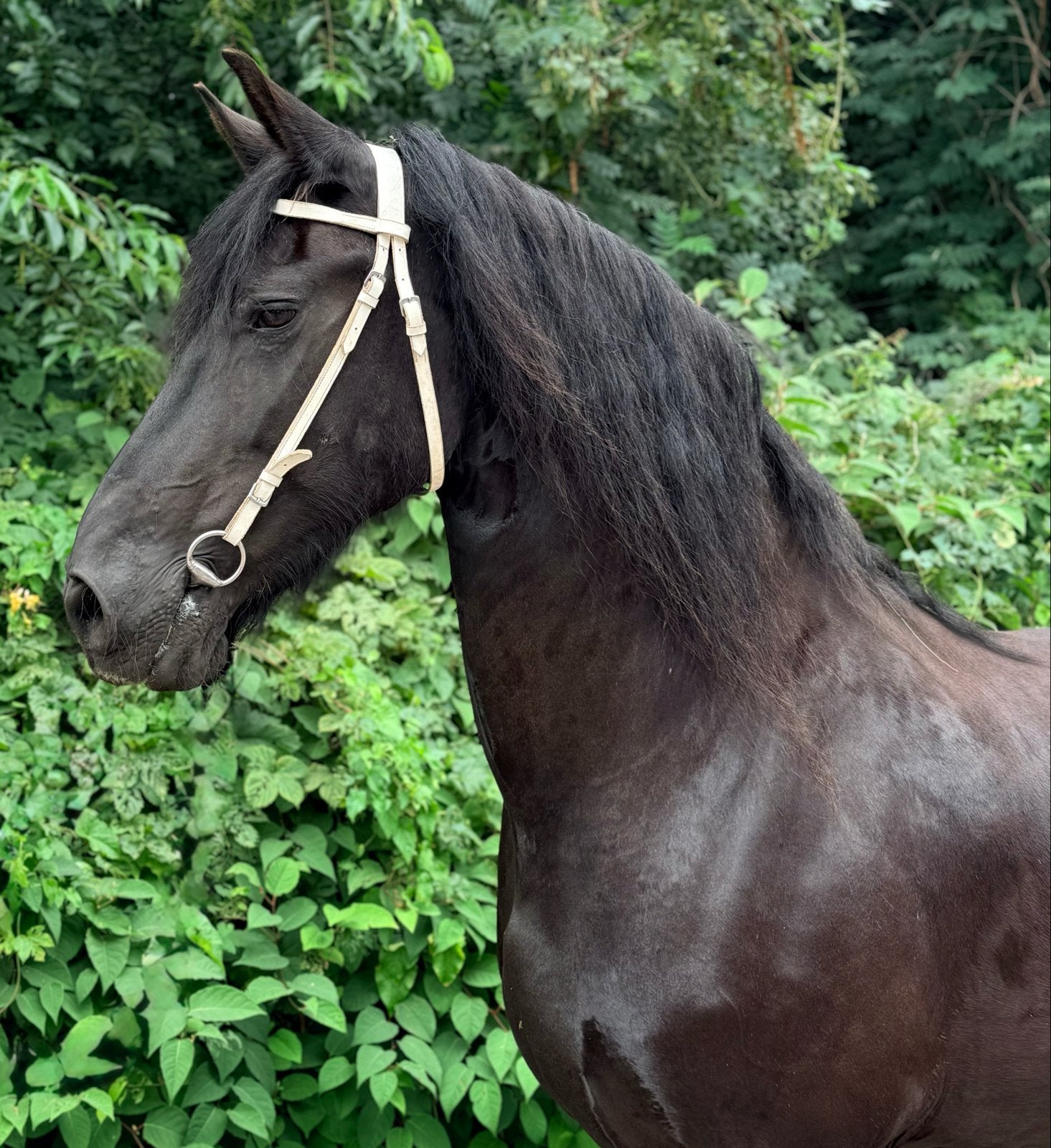 Onwijs lieve en brave friese merrie, Dieren en Toebehoren, Paarden, Merrie, 160 tot 165 cm, Recreatiepaard