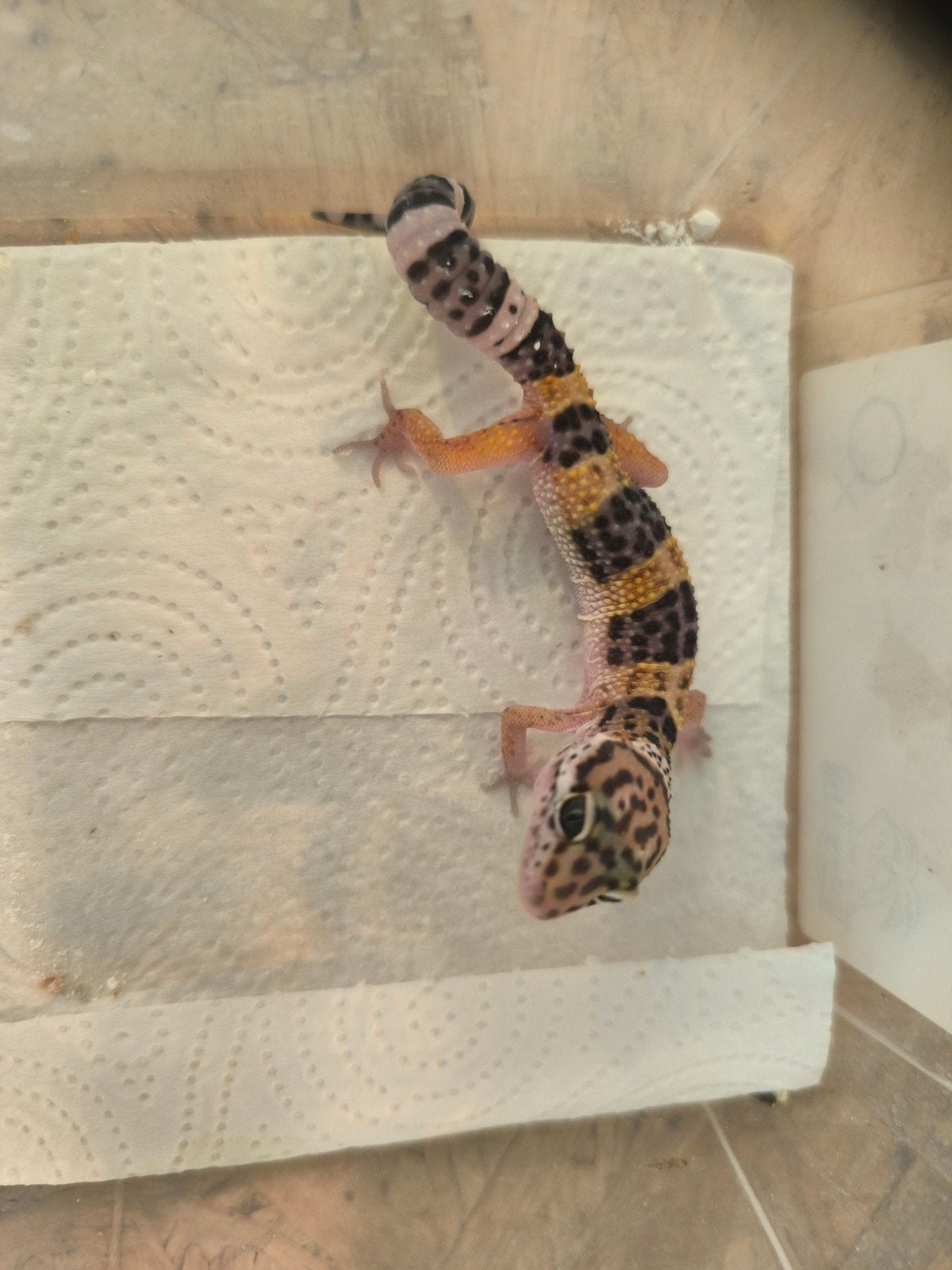 Jonge luipaardgekko's, uitgebroed als vrouw., Dieren en Toebehoren, Hagedis, 0 tot 2 jaar