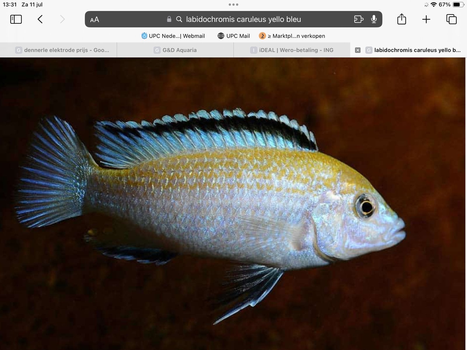 Malawi cichliden labidochromis caruleus blue/yellow, Vis