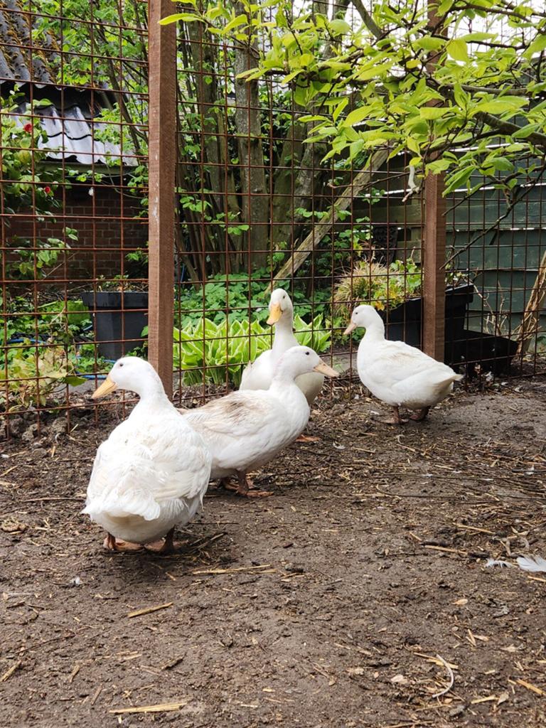 Raszuivere pekingeend broedeieren, op voorraad!, Dieren en Toebehoren, Pluimvee | Toebehoren, Nieuw, Overige typen, Ophalen of Verzenden