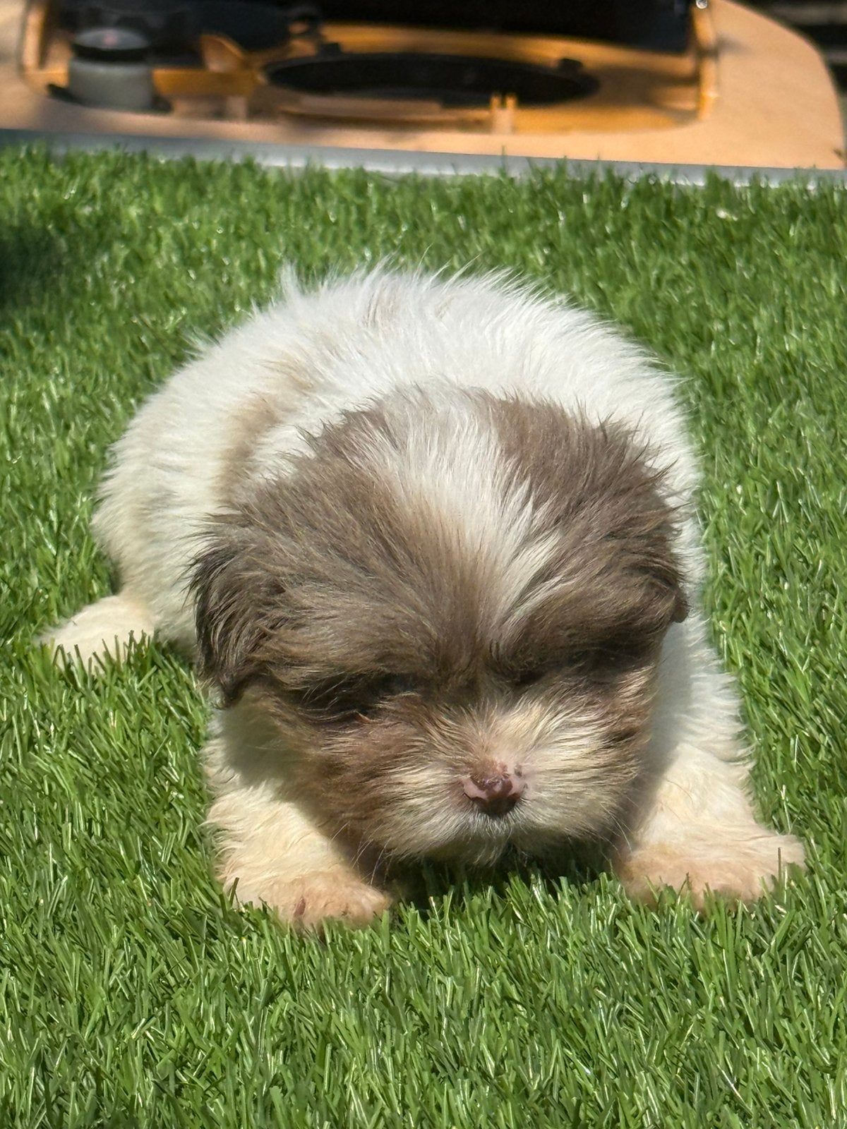 boomer pups shih tzu poedel x maltezer shihpoo maltipoo, Parvo, Nederland, Overige rassen, 8 tot 15 weken