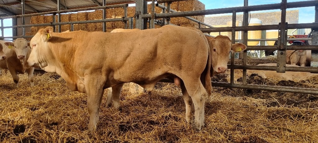 Blonde d' Aquitaine stieren, Dieren en Toebehoren, Runderen, Mannelijk, 0 tot 2 jaar