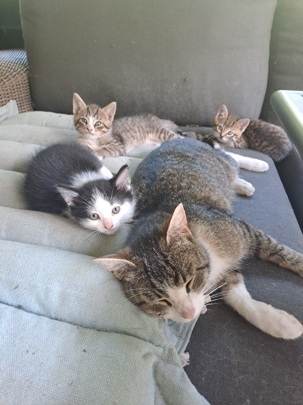 4 erg mooie speelse kittens, Dieren en Toebehoren, Meerdere dieren