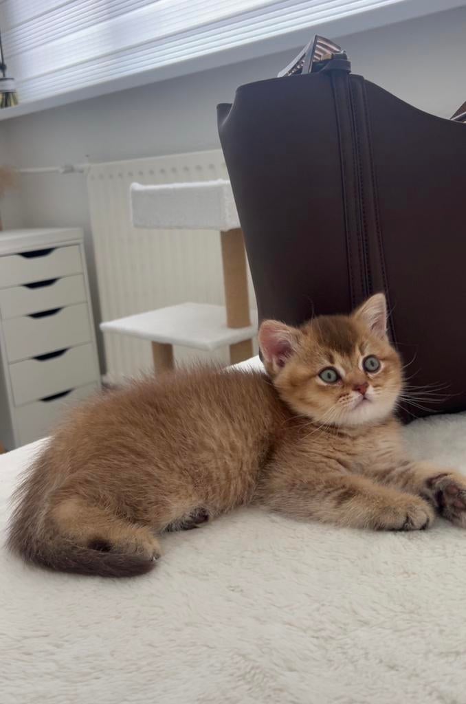 Britse korthaar kitten black golden shaded, Kater