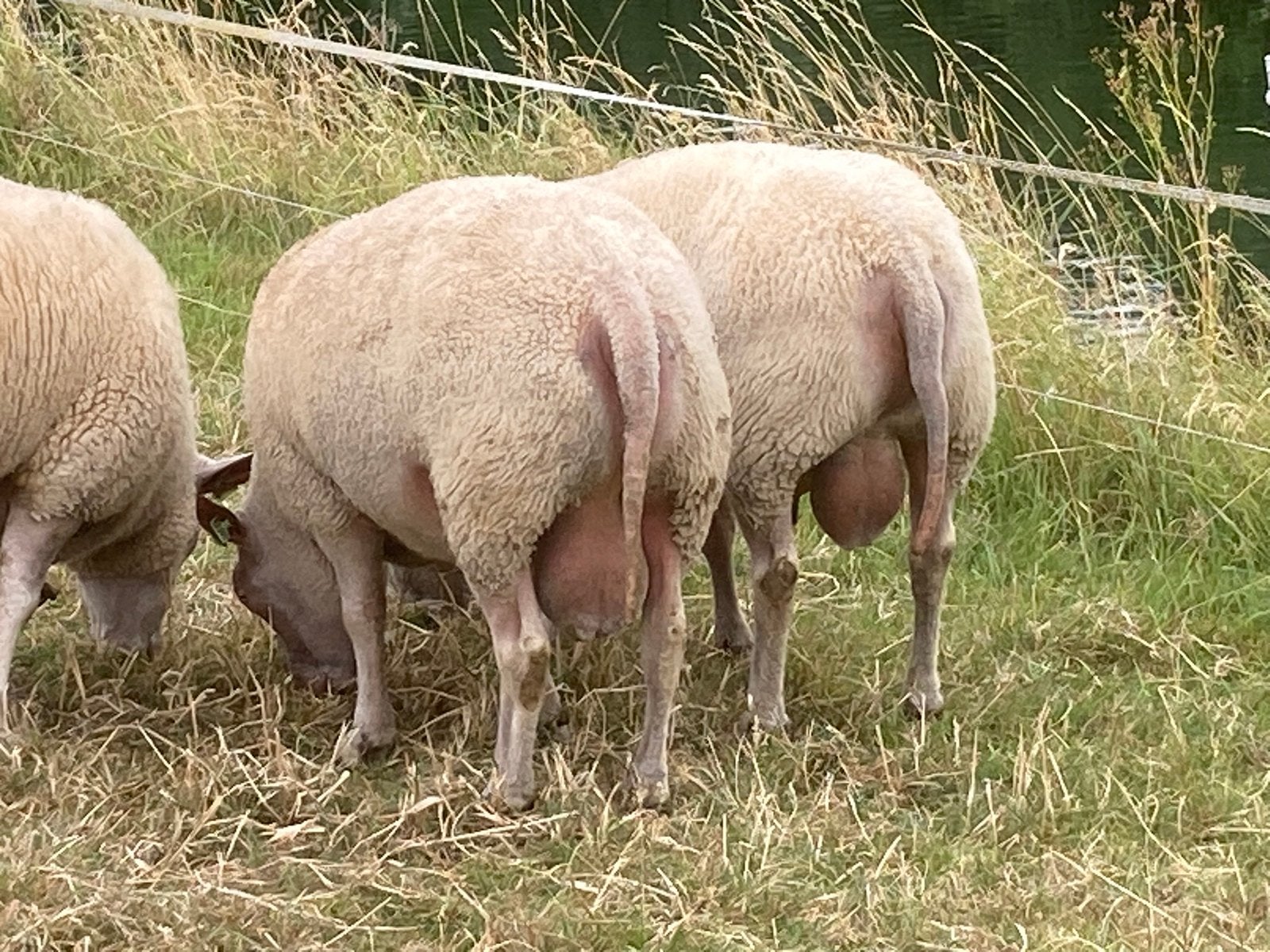 Super beste overjarige rouge dekrammen, Dieren en Toebehoren, Schapen, Geiten en Varkens, Mannelijk, Schaap