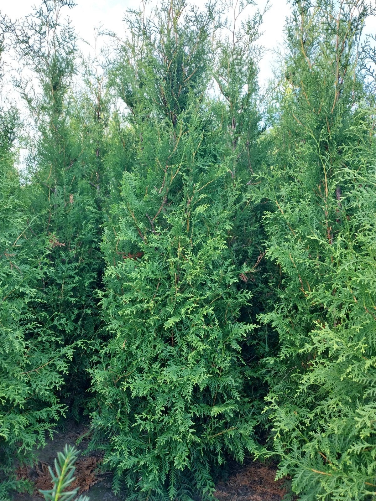 Conifeer - Thuja Brabant, Ophalen of Verzenden