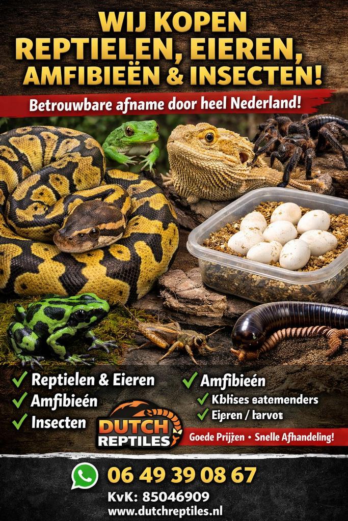 Wij kopen eieren,reptielen/amfibieen, insecte, etc, Dieren en Toebehoren, Hagedis, 0 tot 2 jaar