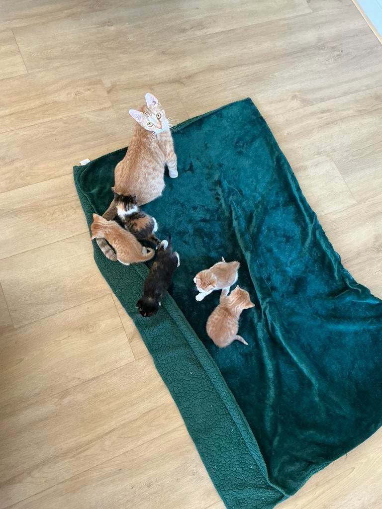 Lieve kittens geboren 6 april, Dieren en Toebehoren, Katten en Kittens | Overige Katten, Meerdere dieren