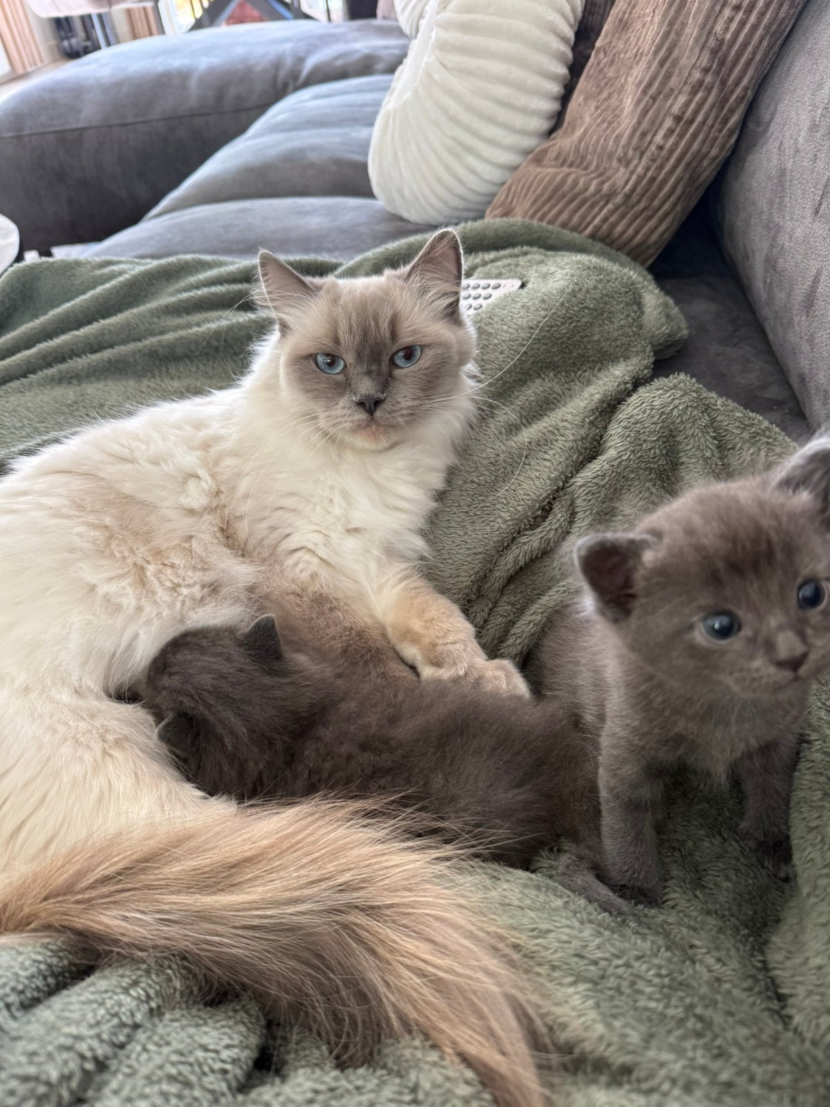 X Ragdoll kittens ️, Meerdere dieren, Ontwormd, 0 tot 2 jaar