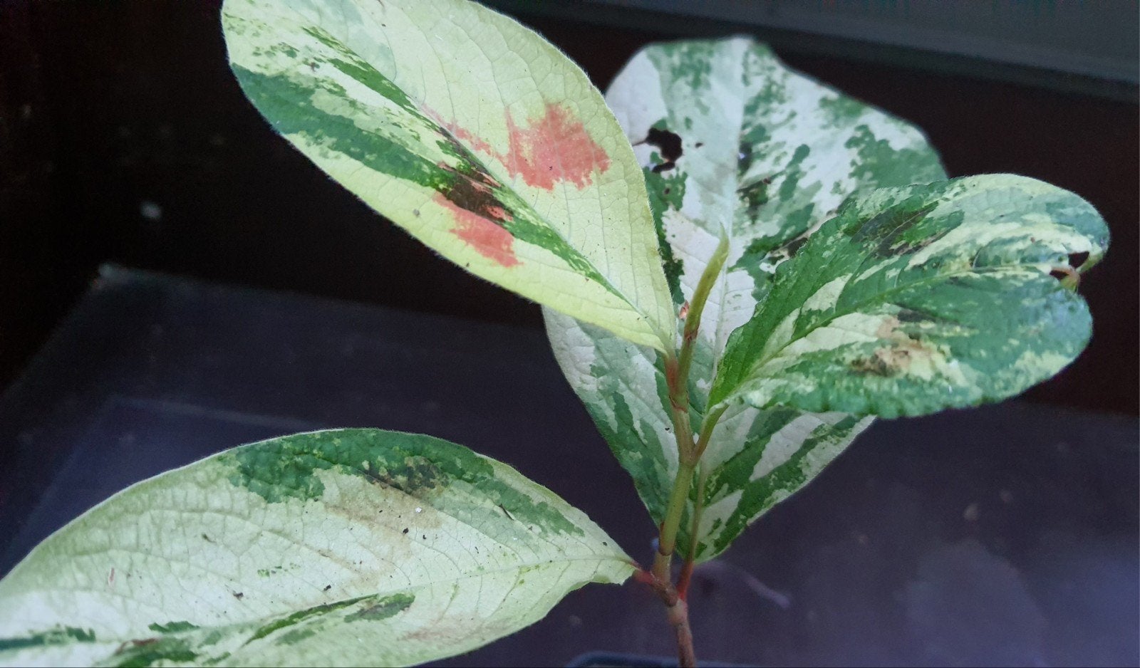 Persicaria Painters Palette - Kleurrijke Vaste Plant, Vaste plant, Bloeit niet, Halfschaduw, Ophalen