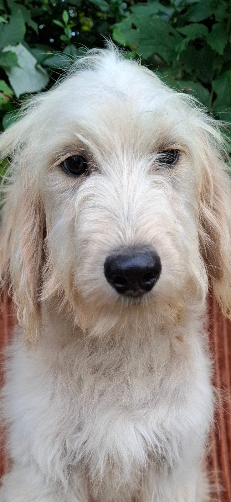 Knappe golden doodle pupjes uit gezond geteste ouders, Parvo, 15 weken tot 1 jaar, Overige rassen, Teef