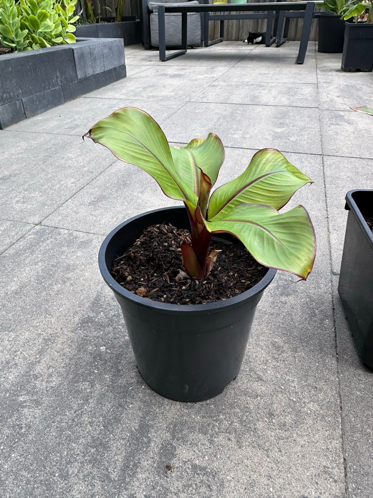 Ensete ventricosum 'Maurelli',, Volle zon, Vaste plant, Bloeit niet, Ophalen