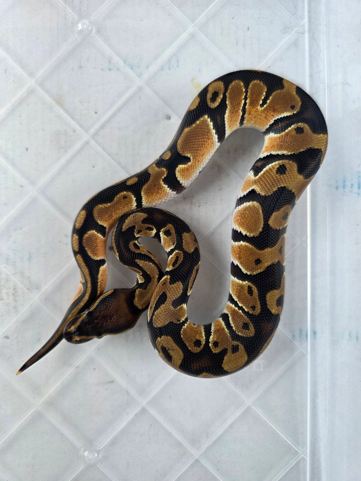 Koningspython Orange Dream Ball Python - unknown for sale from Jeffrey