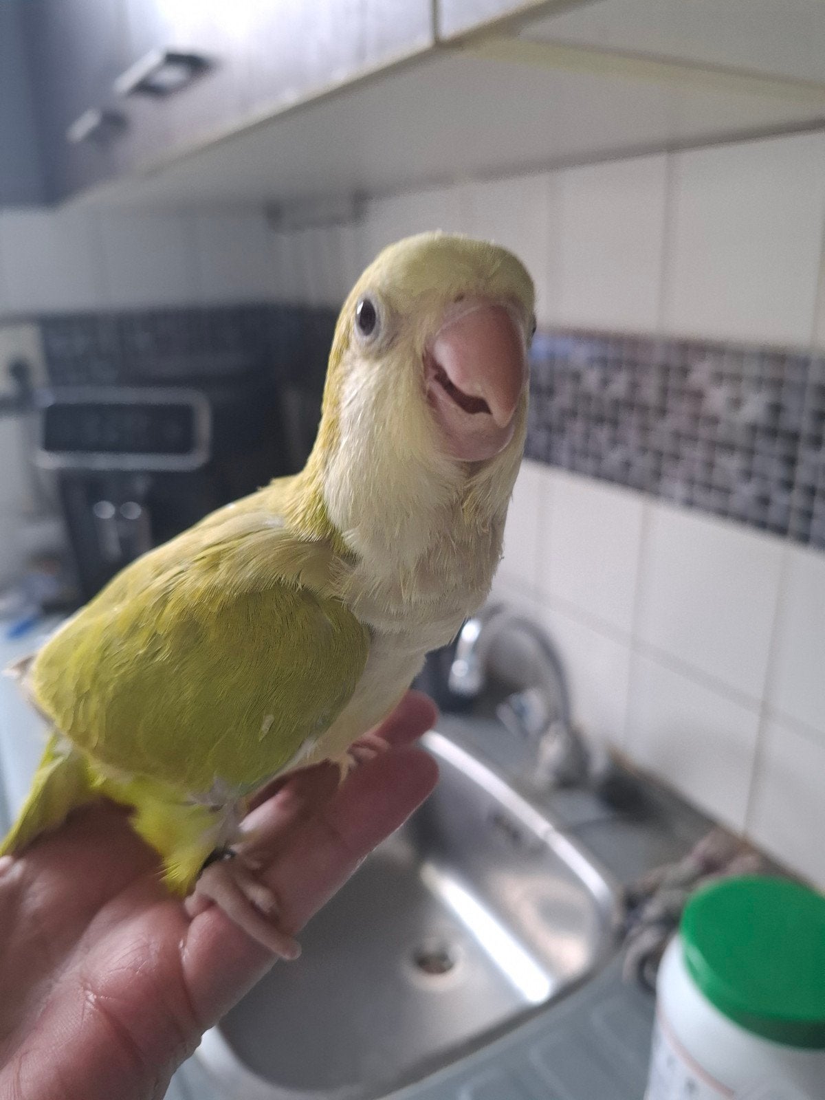 baby muisparkiet popje te reserveren, Dieren en Toebehoren, Vogels | Parkieten en Papegaaien, Vrouwelijk, Papegaai