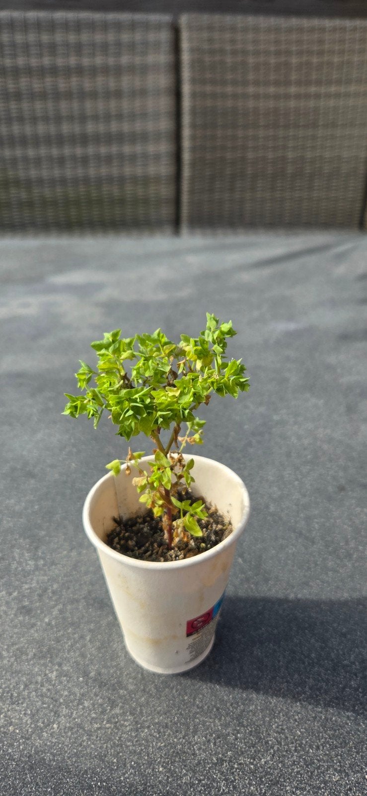 Wolfmelk stek, Tuin en Terras, Planten | Tuinplanten, Ophalen, Overige soorten, Volle zon