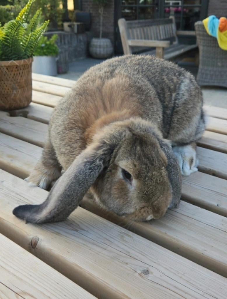 Mooie franse hangoor ram terdekking, Dieren en Toebehoren, Mannelijk, Groot, Hangoor