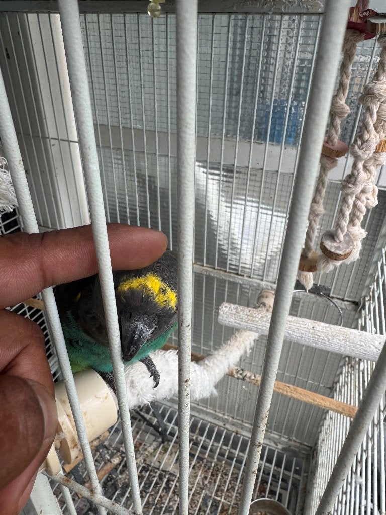 Mooie tamme Meyerpapegaai te koop, Dieren en Toebehoren, Vogels | Parkieten en Papegaaien, Mannelijk, Papegaai, Pratend