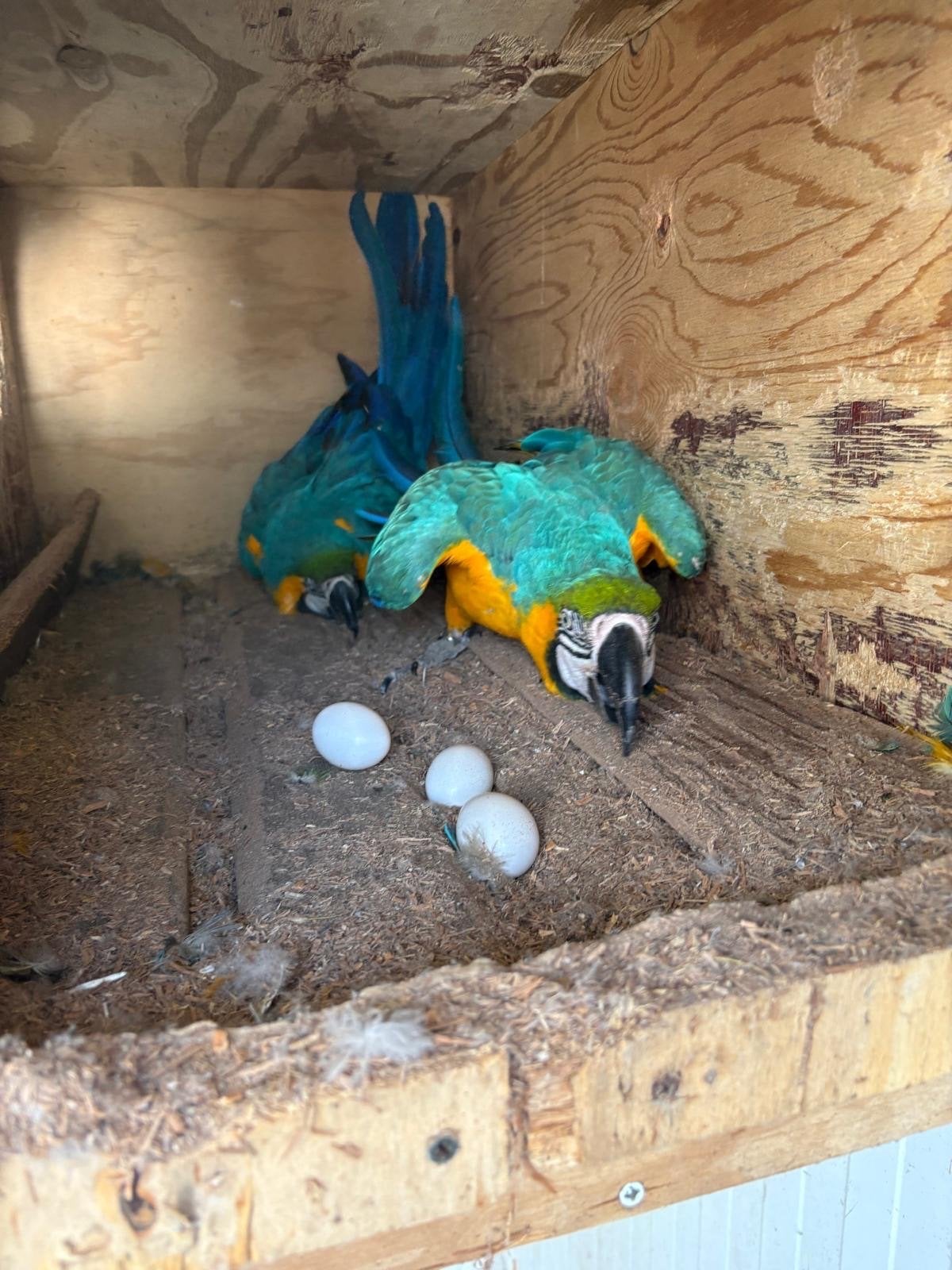Blauw geel aras, Meerdere dieren, Parkiet, Geringd