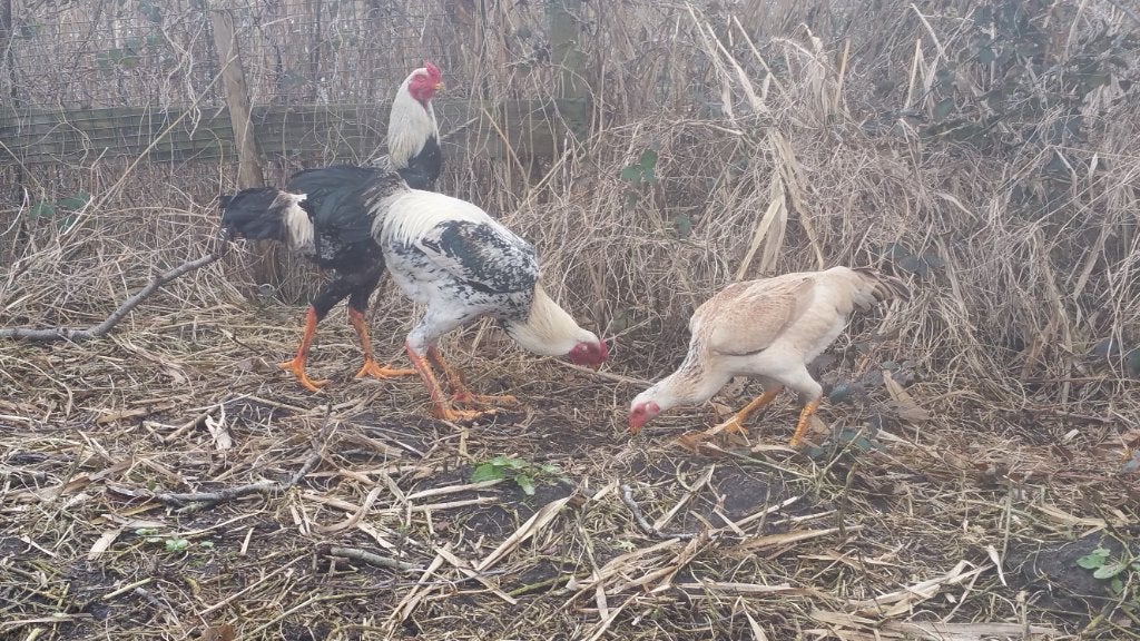 Indio gigante broedeieren, Dieren en Toebehoren, Pluimvee, Geslacht onbekend, Kip
