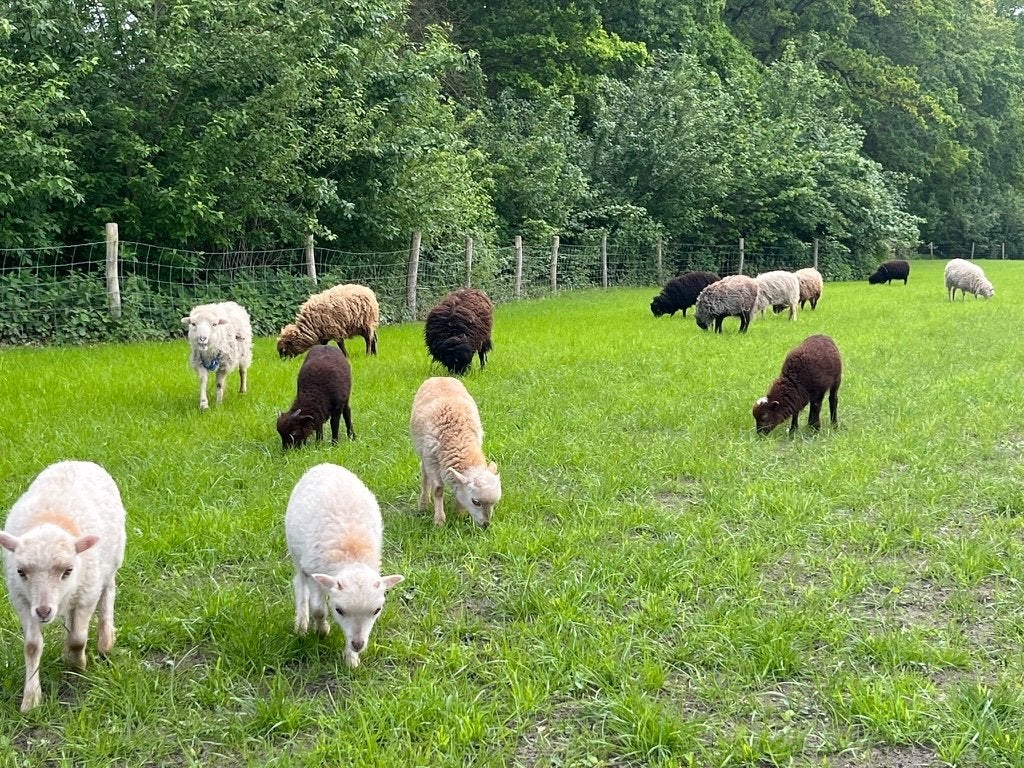 Ouessant schapen (4 rammen) te koop, Dieren en Toebehoren, Mannelijk, Schaap, 0 tot 2 jaar