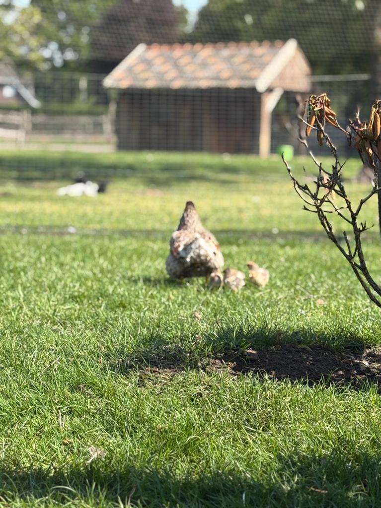 Goudblauwe Wyandotte kuikens te koop, Dieren en Toebehoren, Pluimvee, Meerdere dieren, Kip