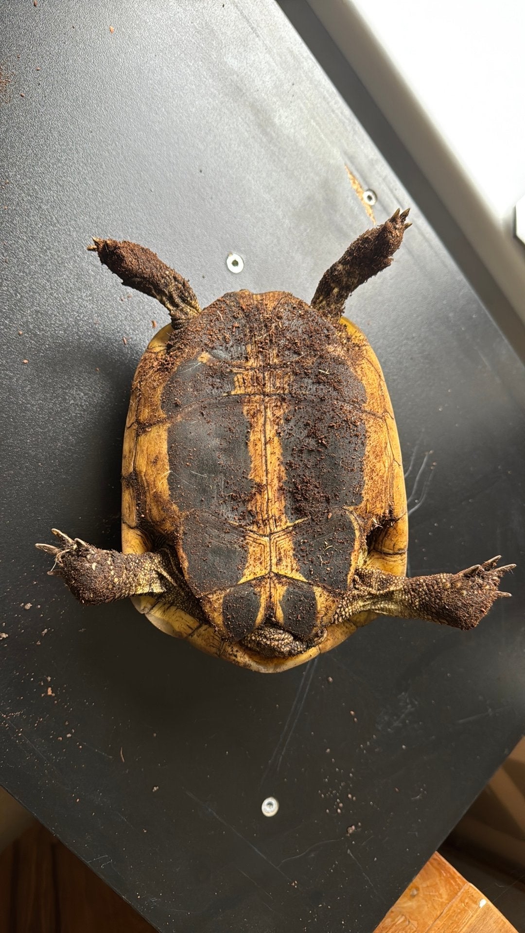 Testudo Herm. Hermanni vlw vrouw Tortoise photo 5