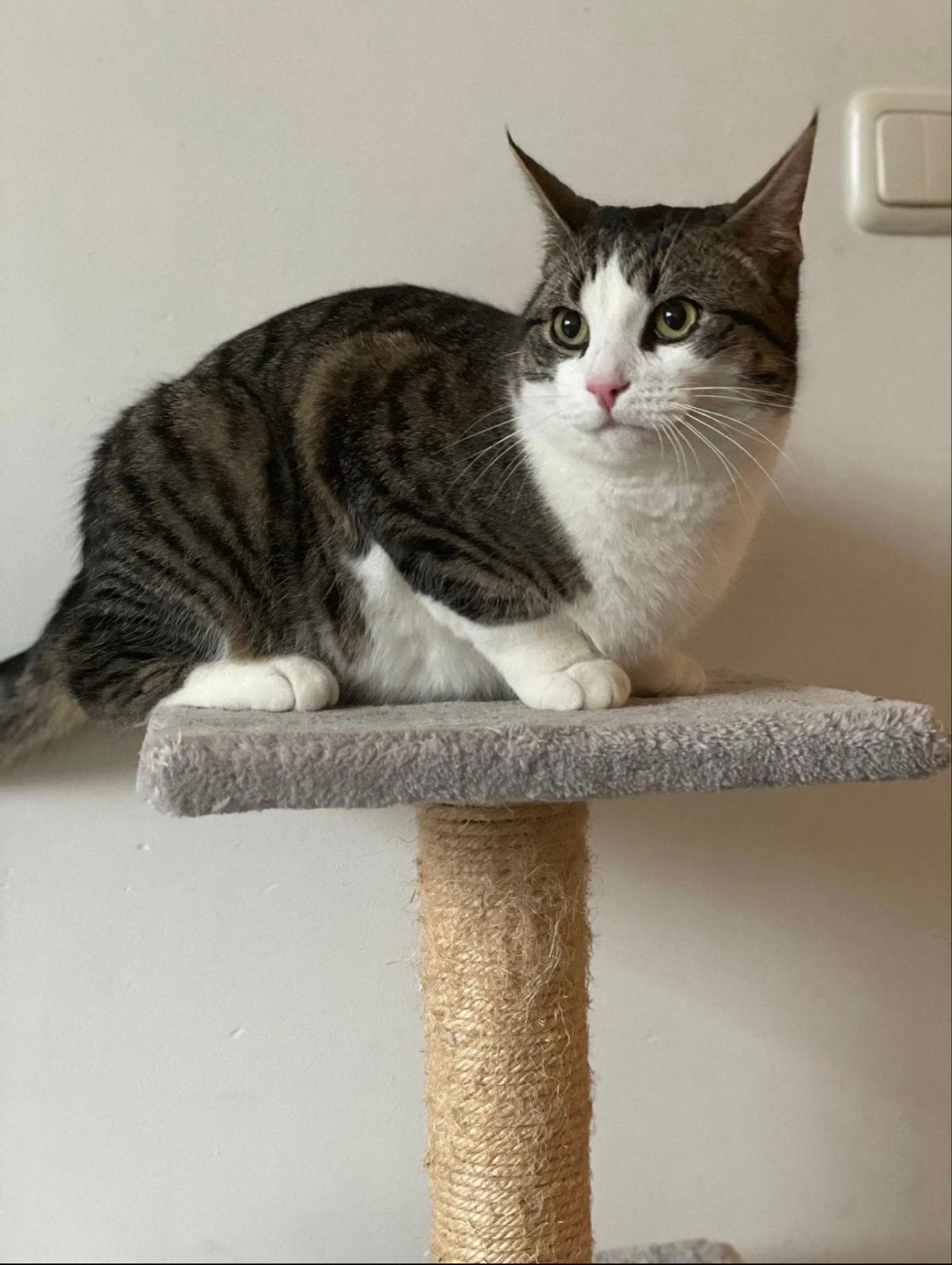 Op zoek naar een lieve huisje, Dieren en Toebehoren, Kater, 6 jaar of ouder