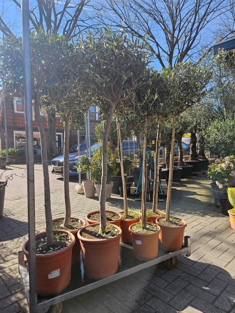 Olijfbomen dunne stam 150 en 160 hoog (39 en 59 eur), Tuin en Terras, Planten | Bomen, Volle zon, Ophalen of Verzenden, 100 tot 250 cm