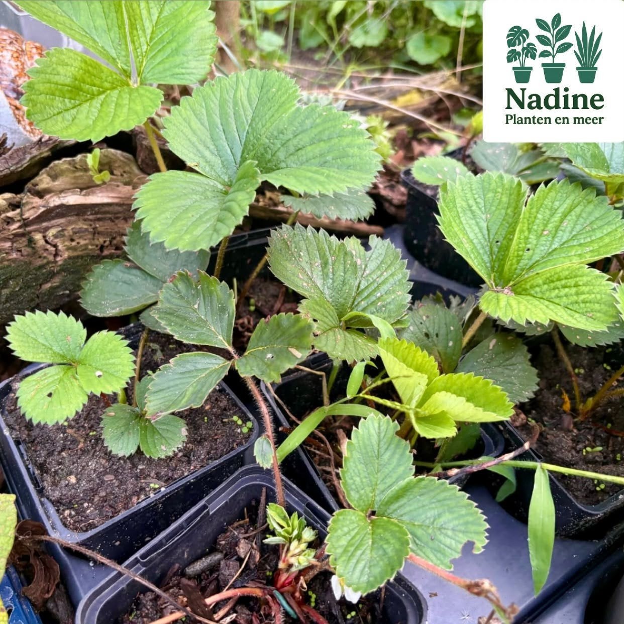 Biologische aardbeienplantjes, Tuin en Terras, Ophalen, Eenjarig, Fruitplanten, Volle zon