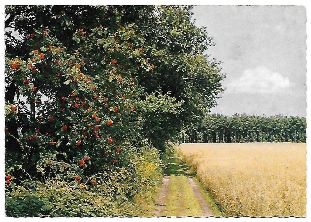 C16 Gelopen Ansichtkaart Borger, Ophalen of Verzenden, 1980 tot heden, Gelopen