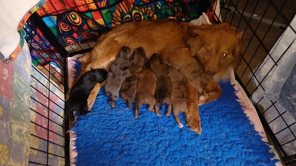Mooie kruising toller/ golden retriever, Dieren en Toebehoren, Parvo, 8 tot 15 weken, Meerdere, Meerdere dieren