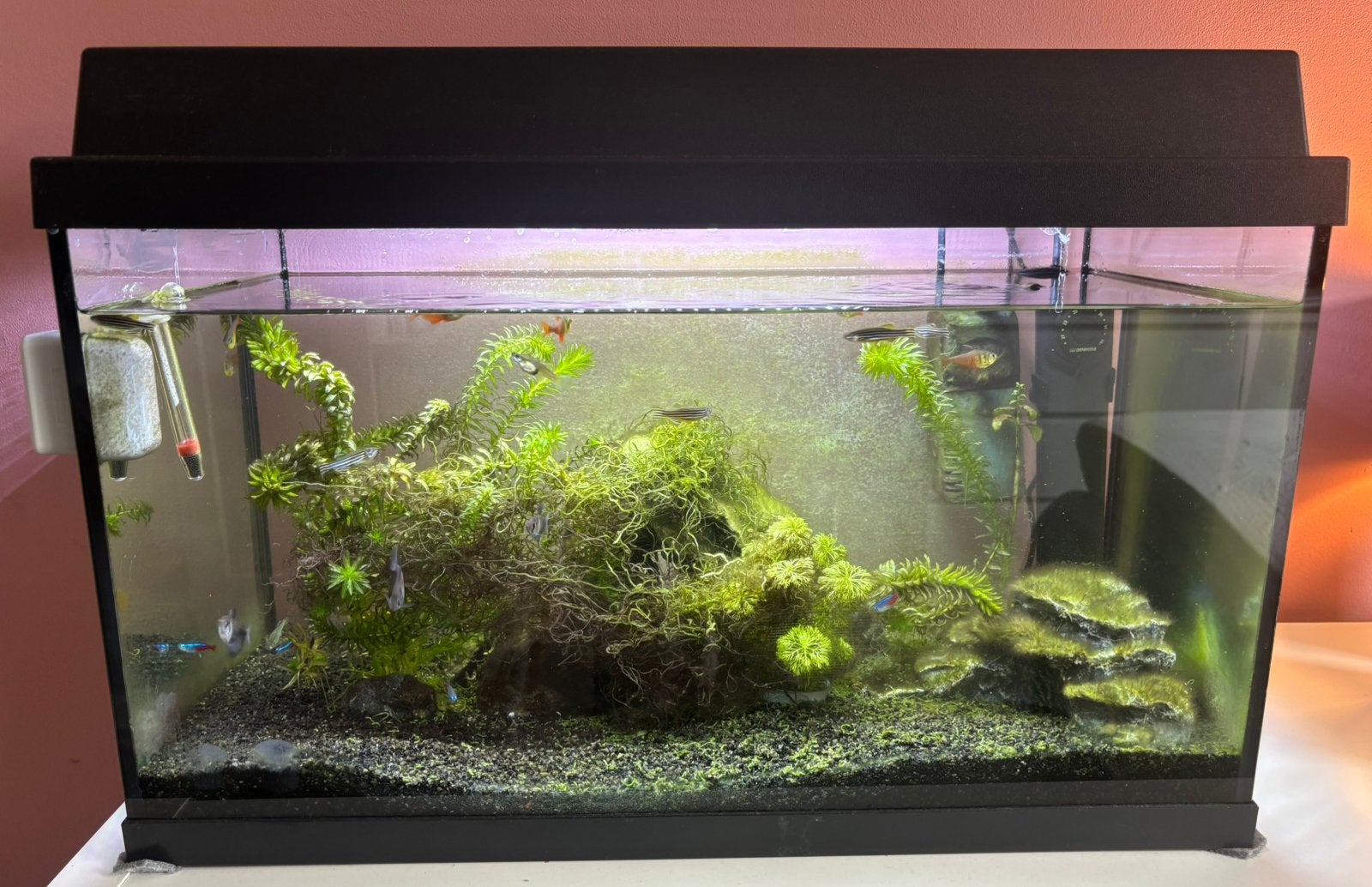 Compleet Aquarium 40x30x60 cm, Ophalen, Inclusief vissen, Juwel, Gevuld zoetwateraquarium