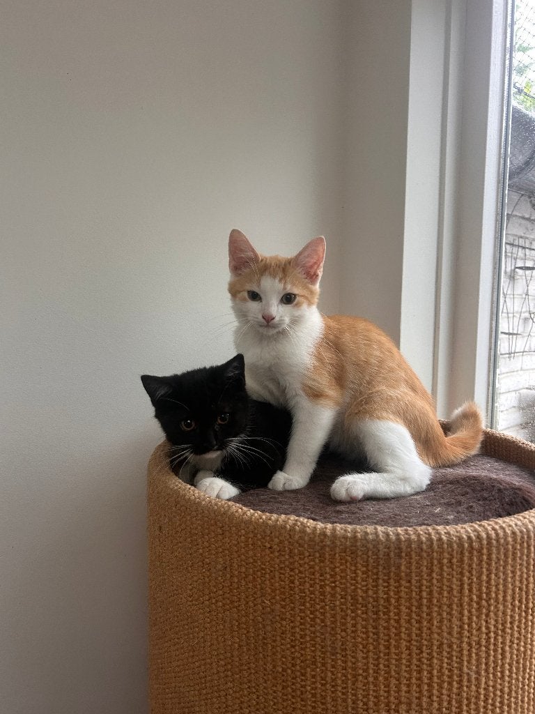 Kruising Siberische kittens, nog 2 katertjes beschikbaar, Kater, Ontwormd, 0 tot 2 jaar