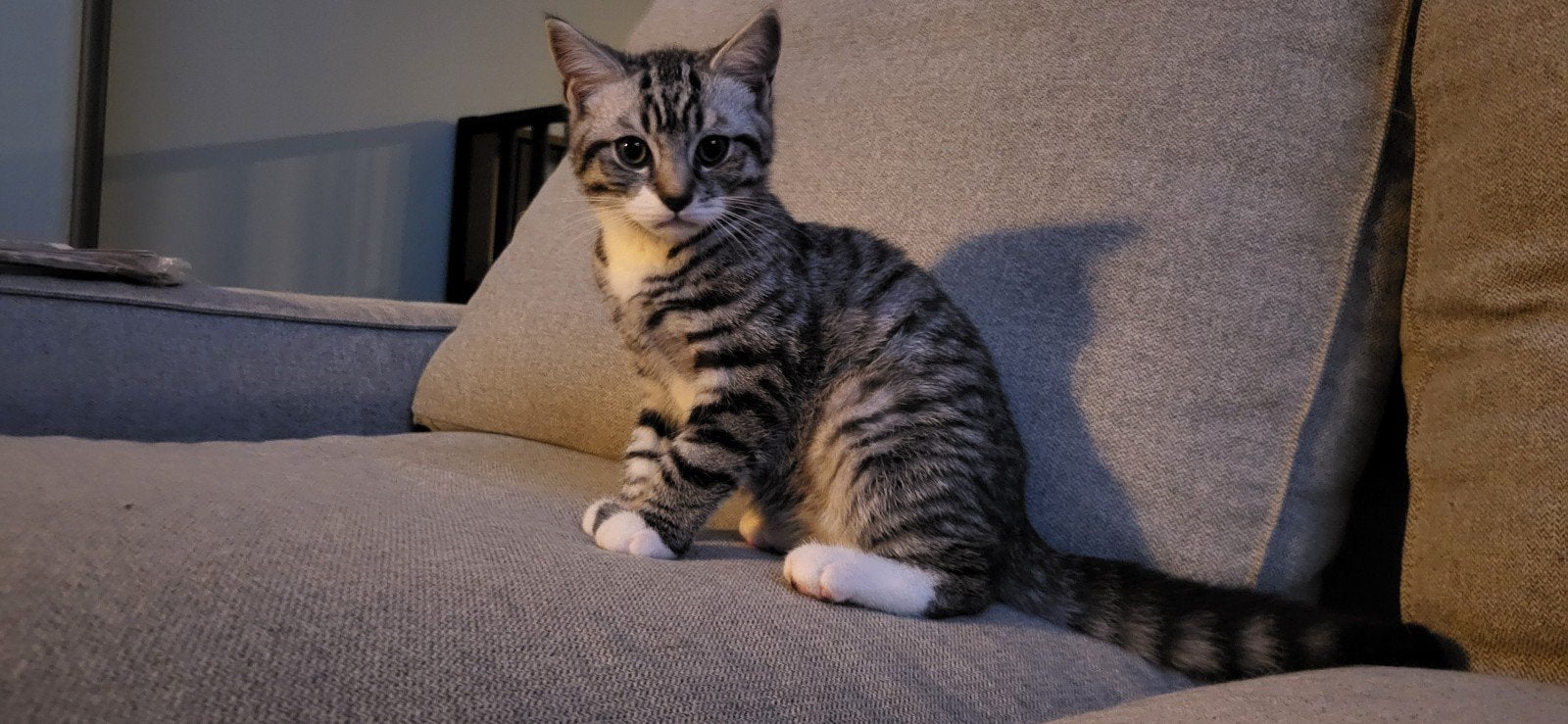 Prachtige lieve, stoere, Brits-Europese korthaar kitten (m), Meerdere dieren, Kortharig, 0 tot 2 jaar