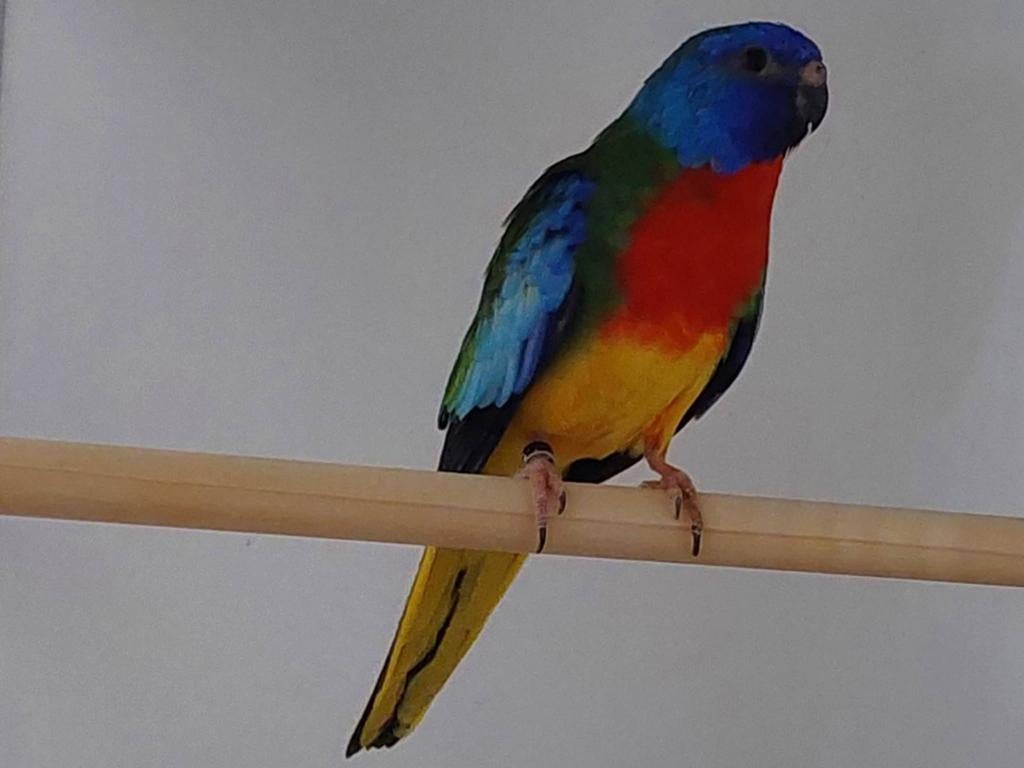 Koppel splendids, Meerdere dieren, Parkiet