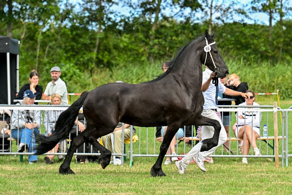 Friese merrie te koop, Dieren en Toebehoren, Paarden, Merrie, Met stamboom, Zadelmak, 3 tot 6 jaar