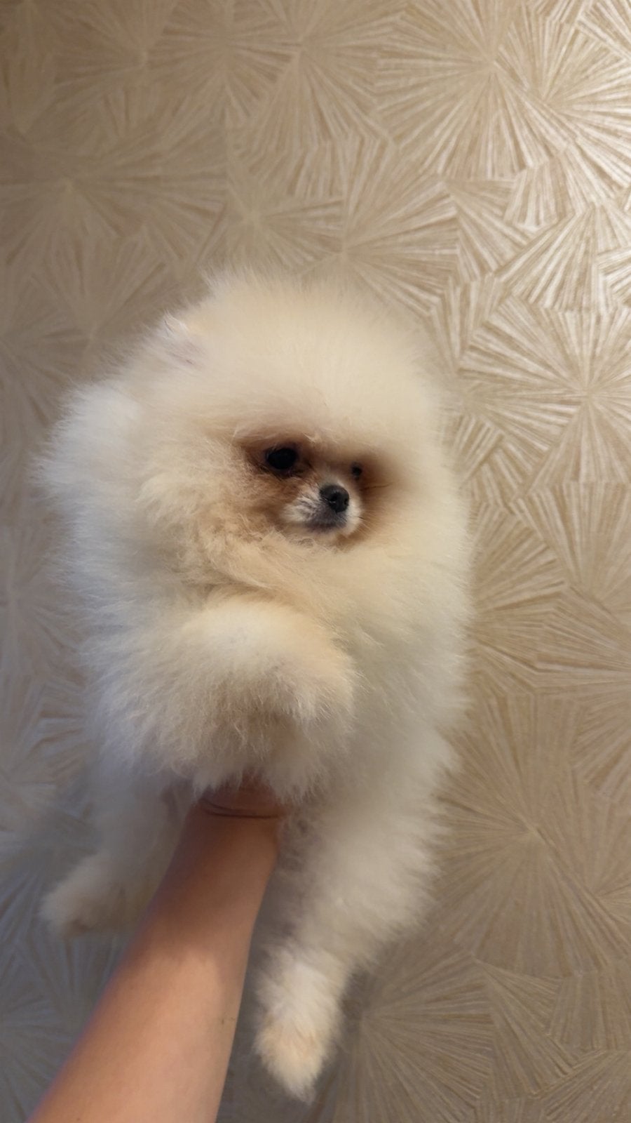 Pomeriaan bearface (nl) pups ouders FCI, Dieren en Toebehoren, CDV (hondenziekte), 8 tot 15 weken, Meerdere, Meerdere dieren